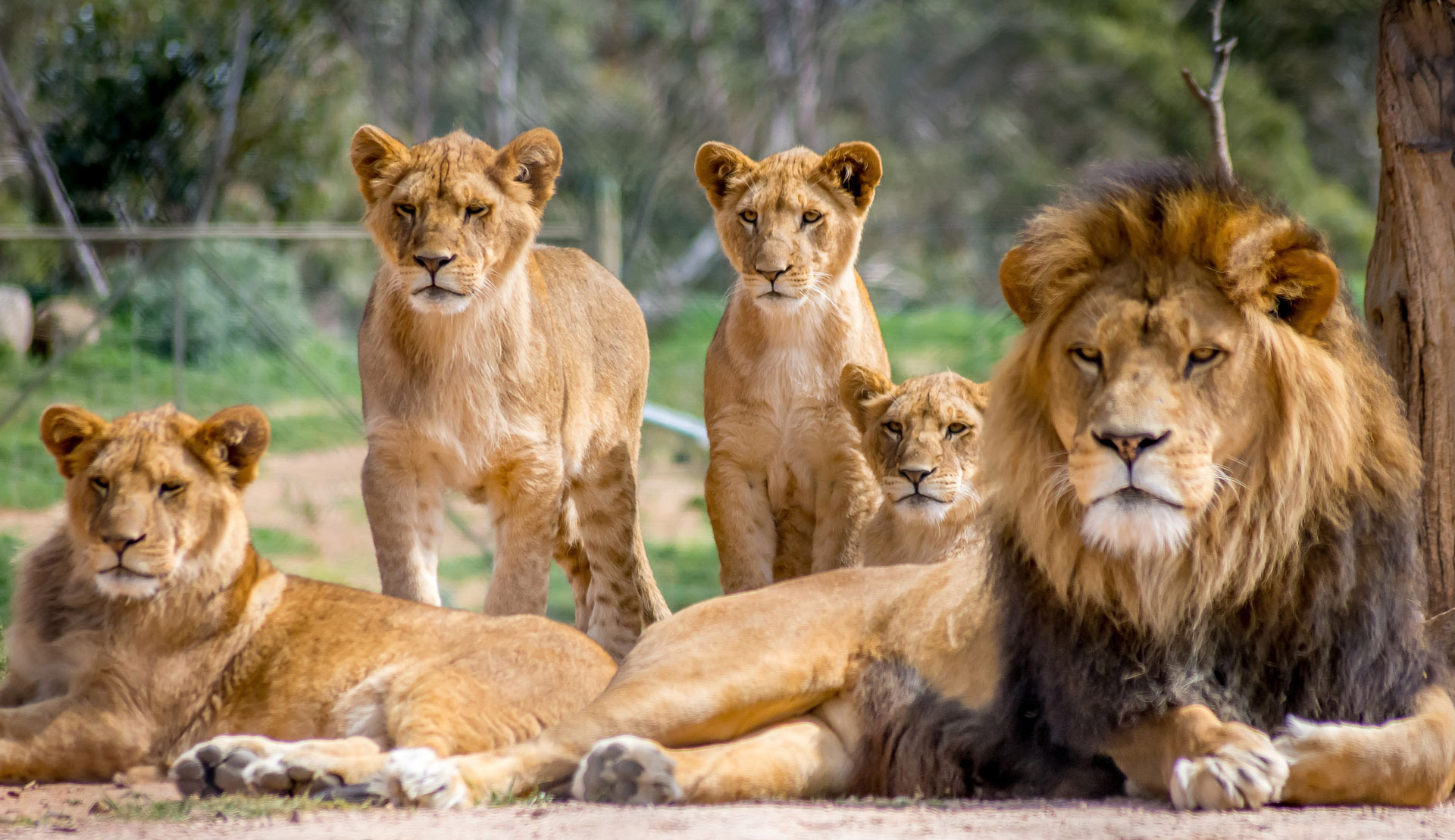 Familiensysteme | Irène Schärli – Leadership Coaching – Zofingen